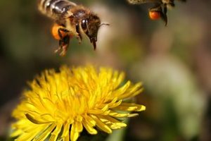 L’importance de la pollinisation pour la sauvegarde de planète