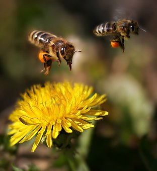 L’importance de la pollinisation pour la sauvegarde de planète