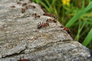 Dire adieu aux fourmis en utilisant des elements naturels