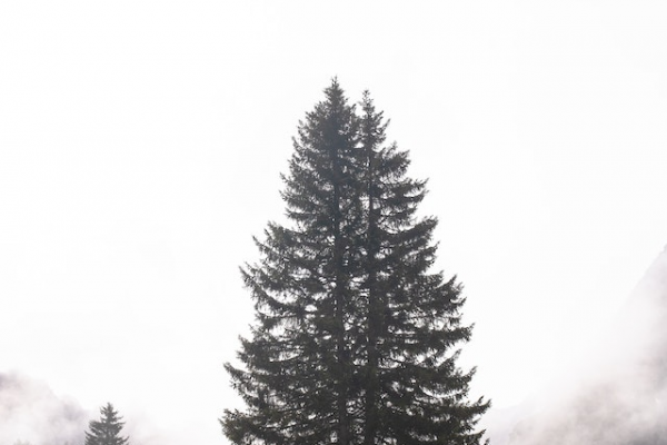 Zoom sur l’interet d’un sapin naturel